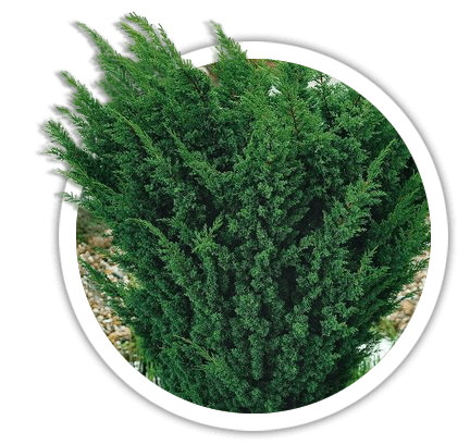 Ялівець китайський / Juniperus chinensis